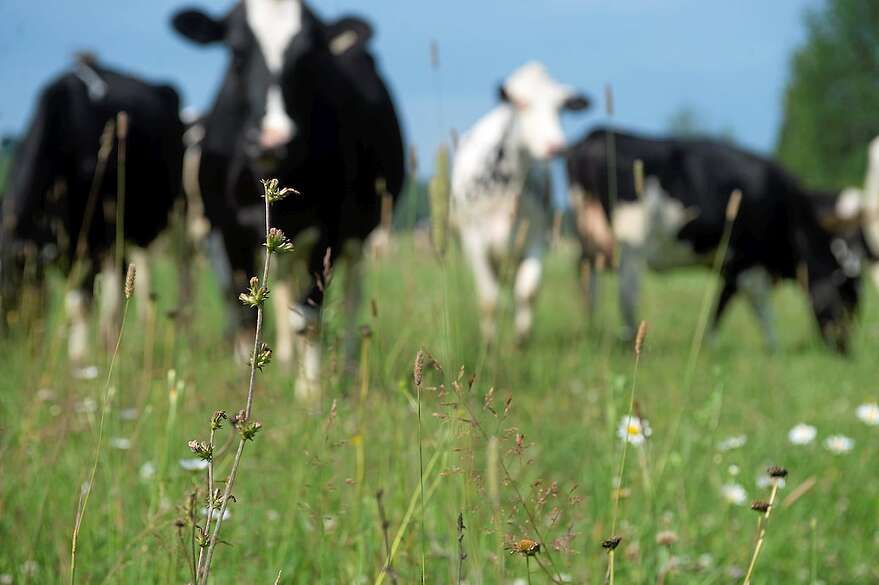 Les troupeaux sont aussi impactés, si la sècheresse empêche l'herbe de repousser dans les pâturages.