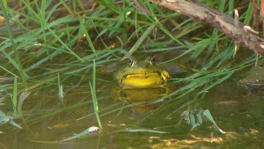 Une grenouille dans un plan d'eau.