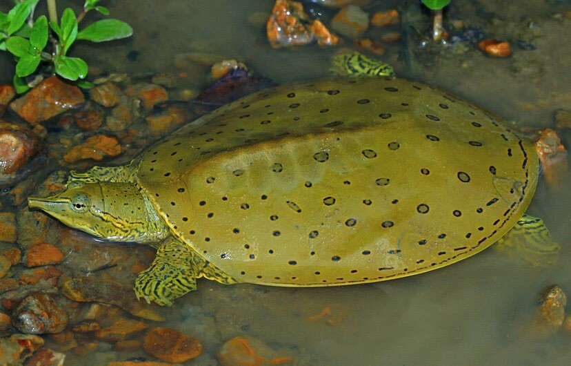 L’entreprise Northvolt a constaté la présence de la tortue-molle à épines sur le site de sa future méga-usine. Cette espèce très rare au Québec est protégée en vertu de la Loi fédérale sur les espèces en péril.