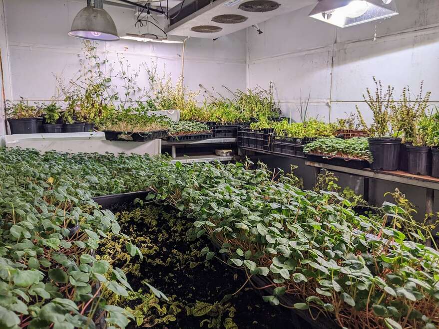 À l'intérieur de la grande de la Ferme Hantée à Lotbinière, on trouve une salle de lavage où on y nettoie les légumes, et plusieurs pièces à température contrôlée consacrées à la culture de verdure, fines herbes et pousses.