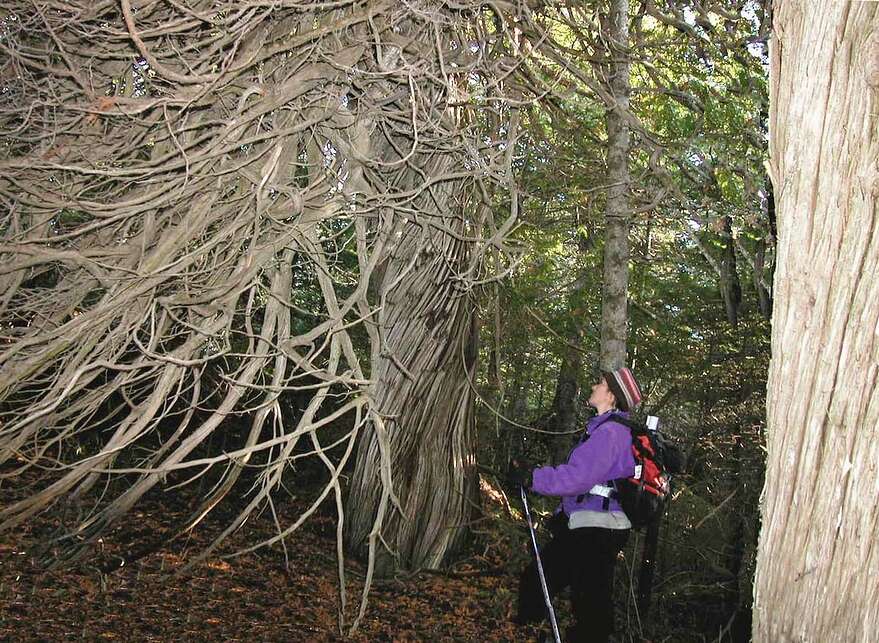Le deuxième plus vieil arbre du secteur de L’Anse-Pleureuse daterait de 400 ans.