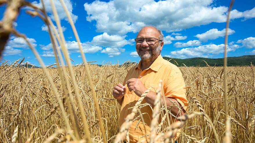 Rudy Laixhay dans l'un de ses champs d'épeautre