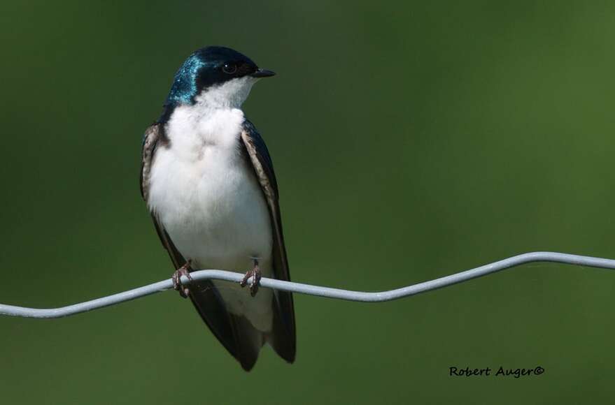 Pour les insectivores comme l'hirondelle bicolore, les moustiques ne forment qu'une très petite partie de la diète — de l'ordre de 1 %.