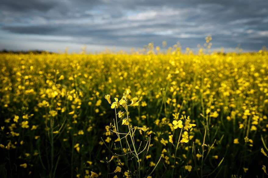 Le canola est l'exemple par excellence des travaux de recherche pour changer la génétique des plantes, au Canada.