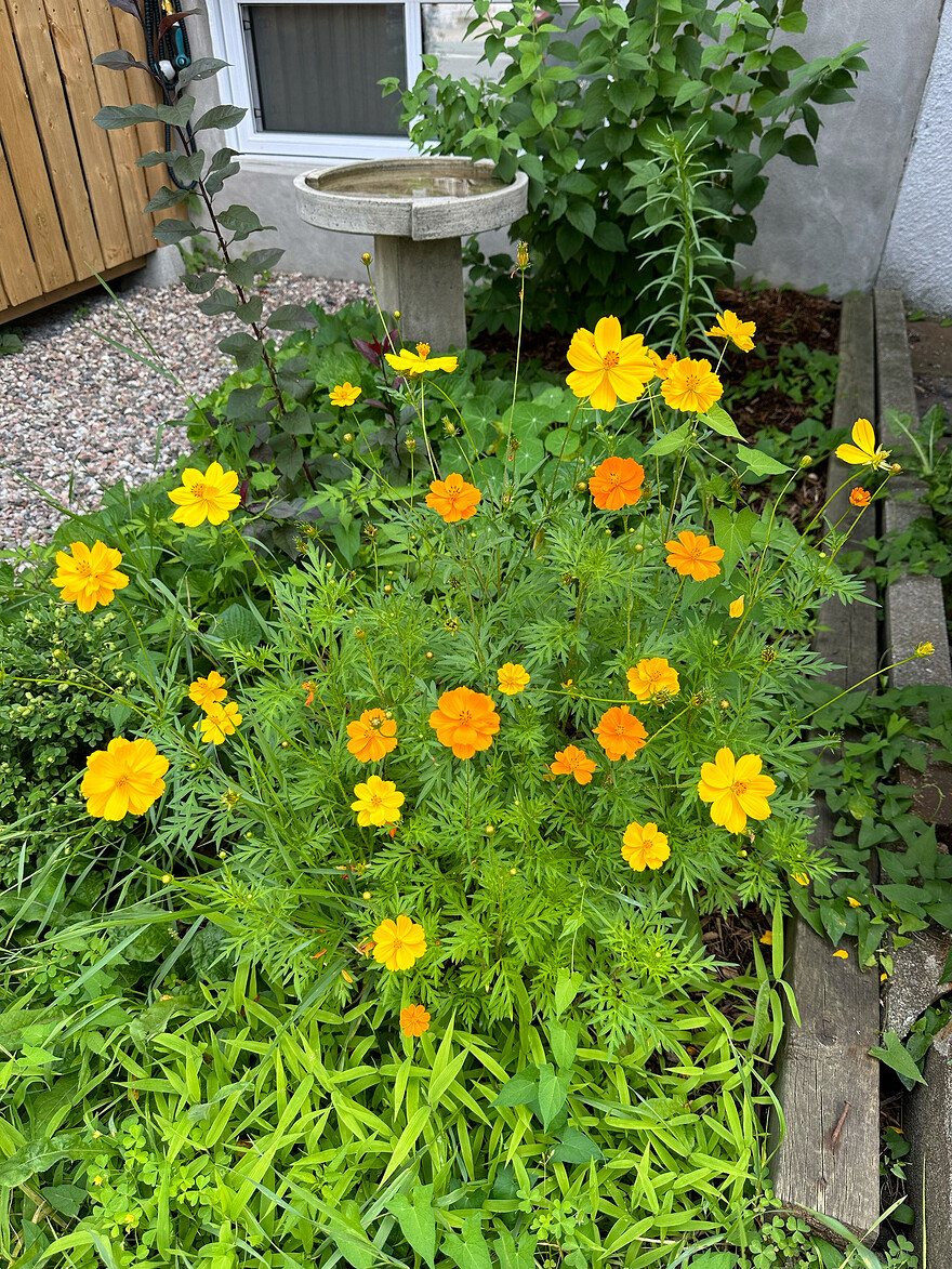Cosmos sulphureus, chez moi