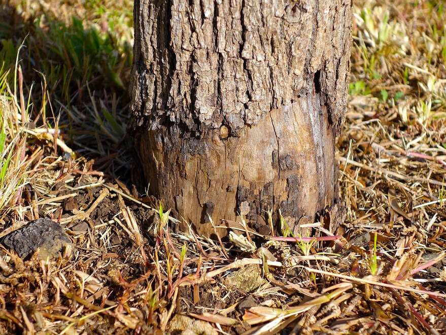 Des dommages causés à un arbre par l'utilisation d'un taille-bordure.