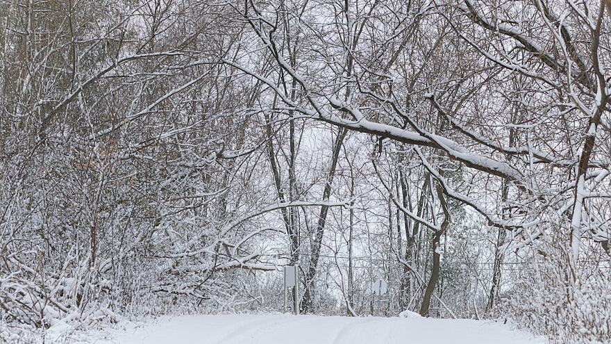 Un sentier couvert de neige entouré d'arbres aux branches enneigées.