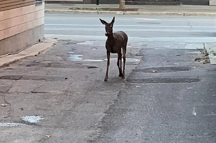 PHOTO TIRÉE DE FACEBOOK — Vers 8 h vendredi, une citoyenne, Lucie Guindon, a publié sur Facebook une photo d’un jeune chevreuil aperçu à l’angle des avenues Laurier Ouest et De l’Esplanade.