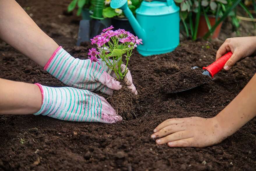 Deux personnes plantent des fleurs à l'aide d'outils de jardinage sur le sol à l'extérieur.
