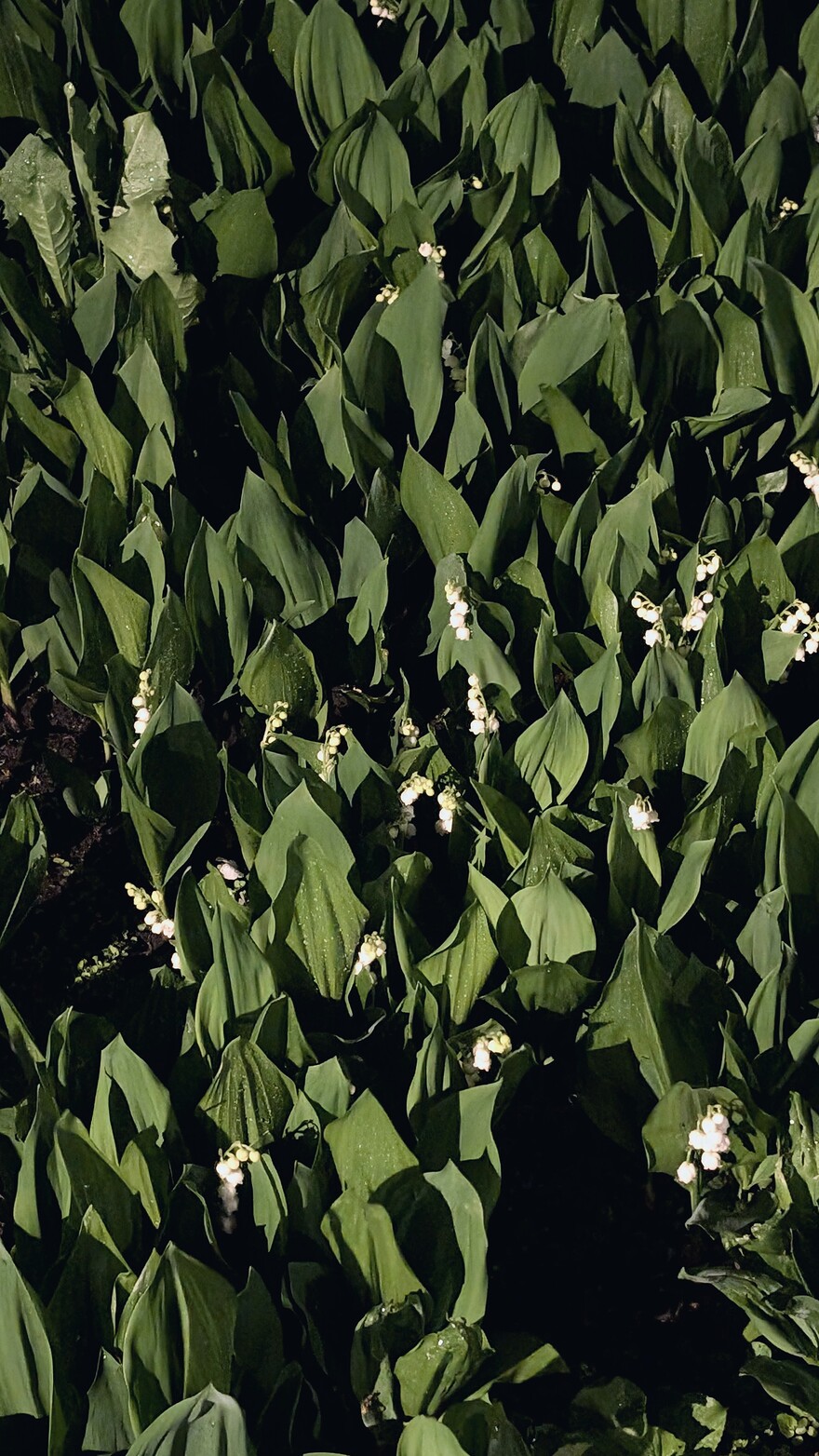 PXL_20250518_042330285~2