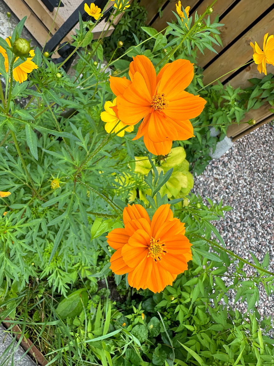 Cosmos sulphureus, chez moi