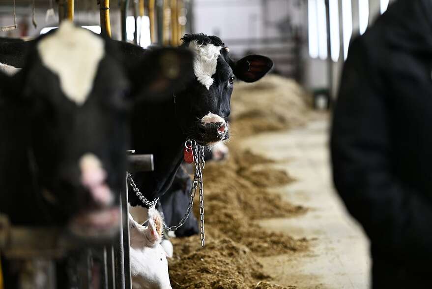 La plupart des fermes laitières gardent leurs vaches dans les étables à l'année longue de nos jours.
