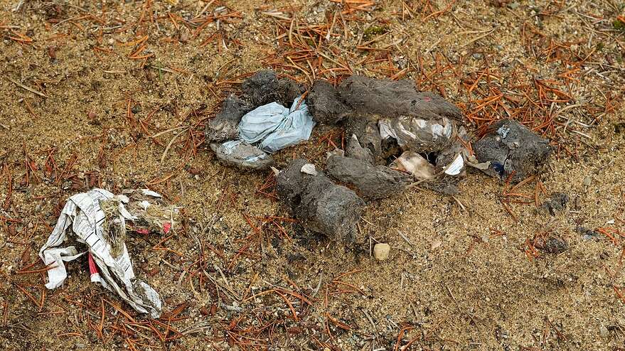Du plastique dans des excréments d'animaux, à proximité du dépotoir de Radisson, à la Baie-James.
