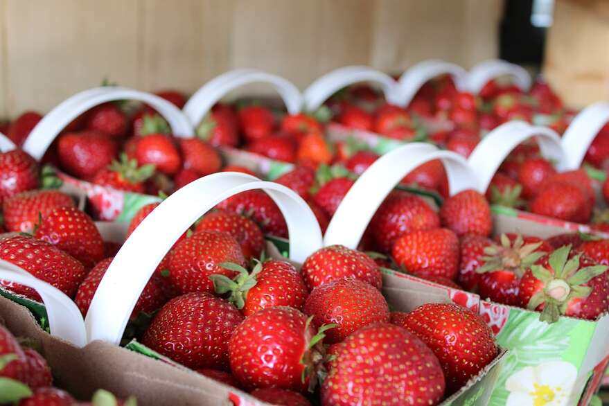 Les meilleures fraises de Charlevoix récoltées le jour même, à la ferme Martin Tremblay.