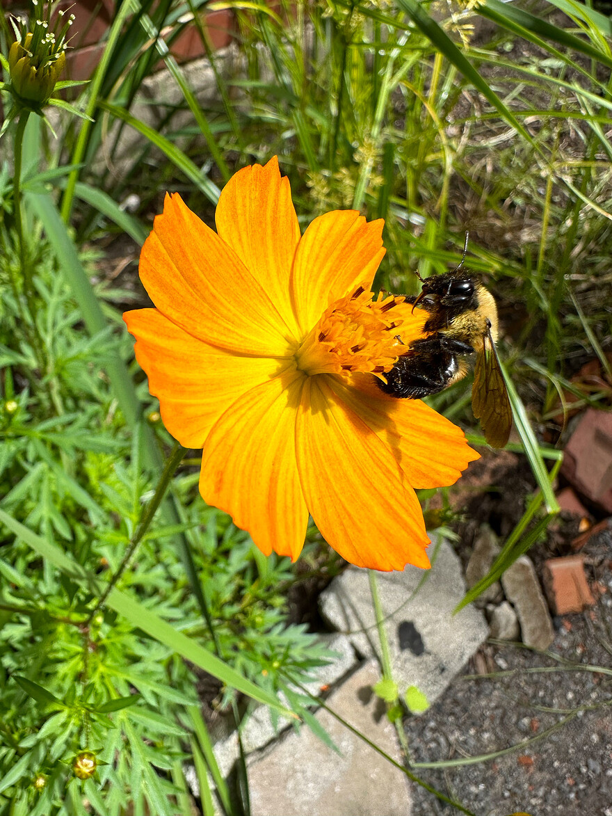 Cosmos sulphureus, ruelle Waverly