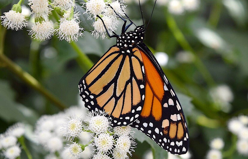 Le papillon monarque, classé «en voie de disparition» au Canada, fait face à plusieurs menaces anthropiques tout au long de sa vie.