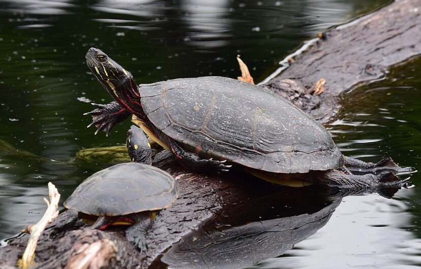 Les travaux de destruction des milieux humides devraient enterrer vivants des animaux qui hibernent, dont des tortues peintes.