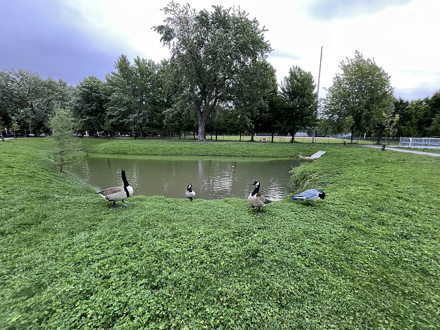 mare-aux-canards