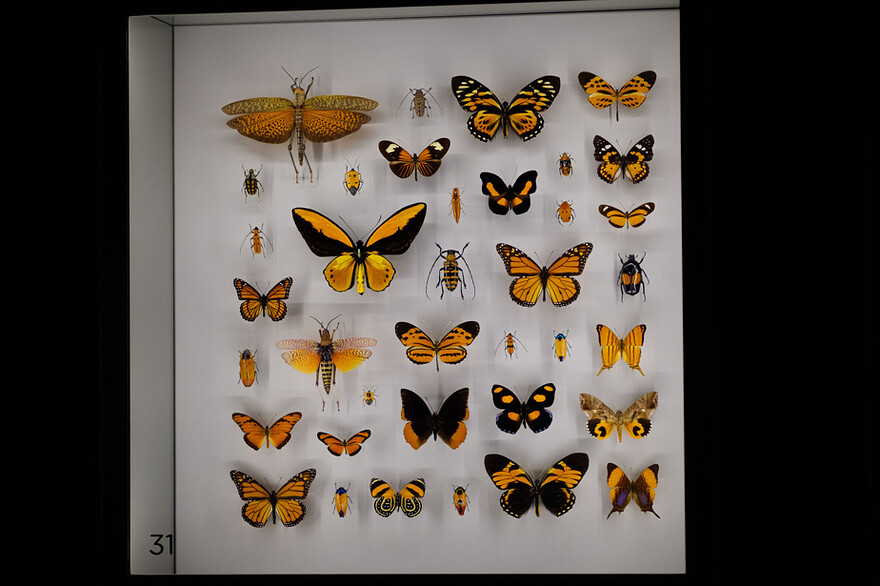 Certains insectes ont été classés par couleur.