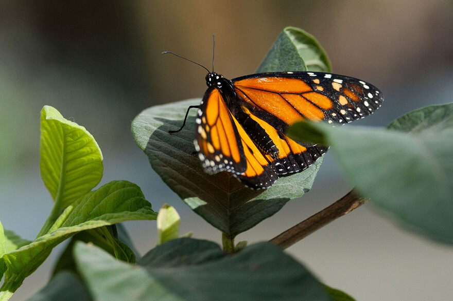 De nouveaux papillons sont ajoutés au vivarium chaque jour.