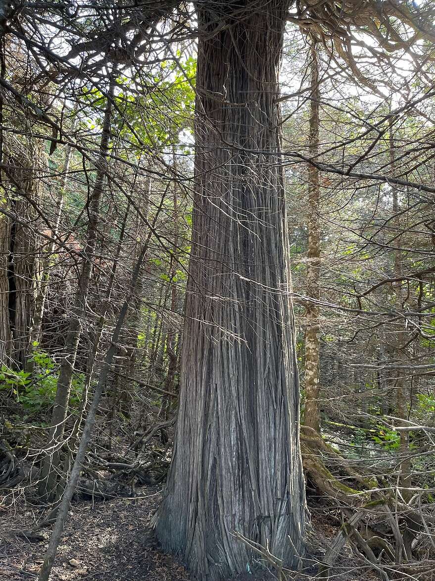 Le plus vieux des sept cèdres découverts à L’Anse-Pleureuse aurait 670 ans.