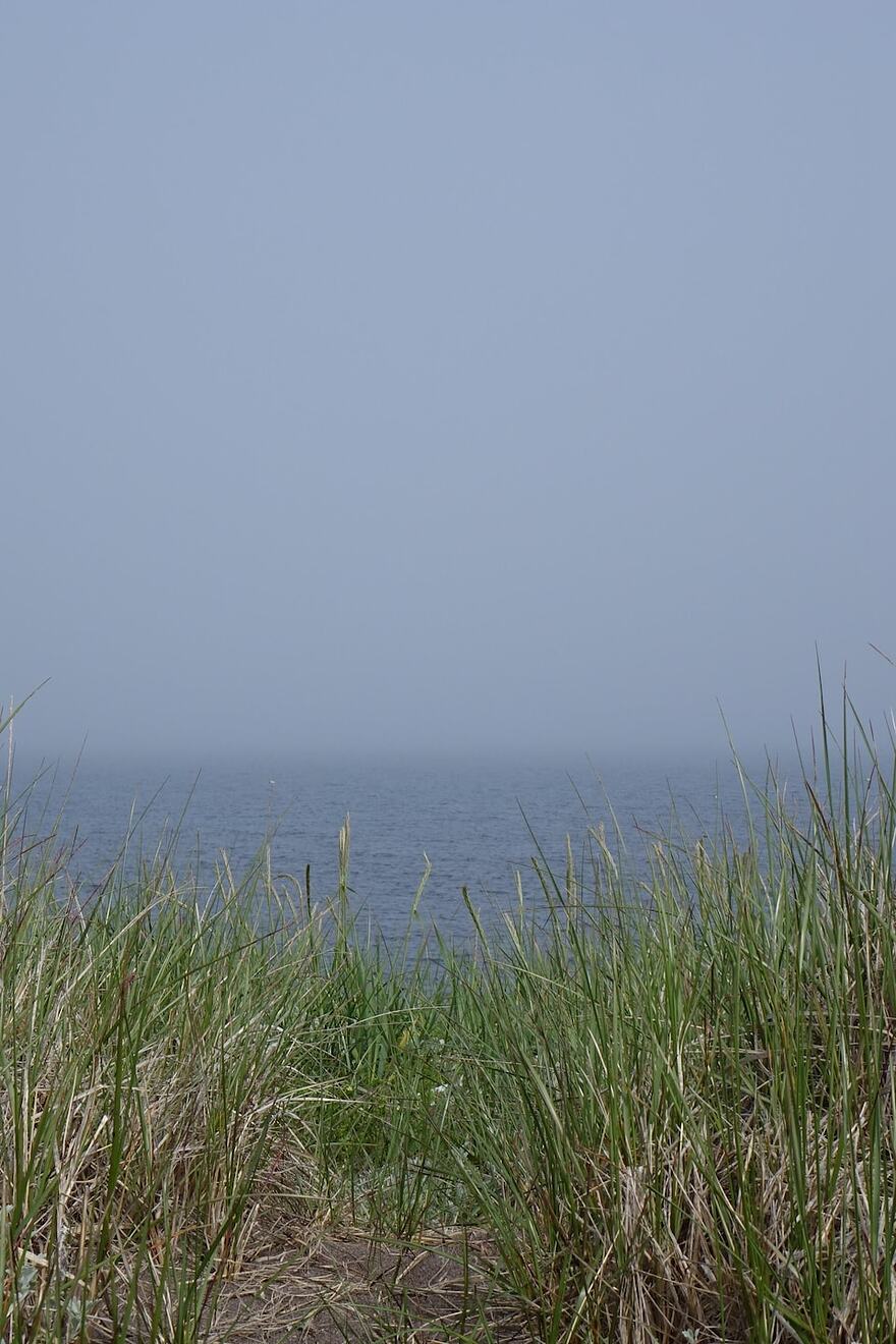 Paysage composé d'herbes haute et au loin la mer.