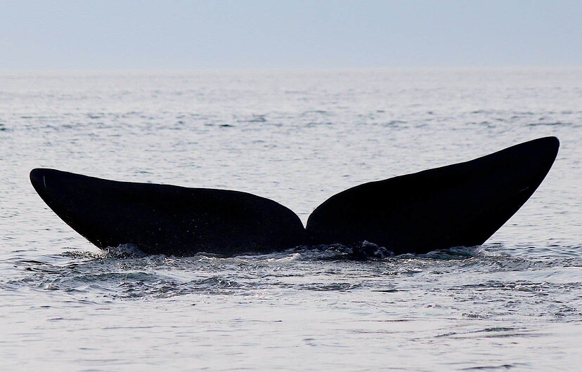 Les gouvernements du Québec et du Canada estiment que la protection de cette portion du golfe du Saint-Laurent serait utile pour les baleines noires, qui sont de plus en plus présentes dans le secteur en été.