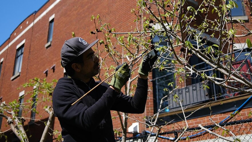 Une personne utilise un pinceau pour récolter du pollen d'un arbre en fleurs.