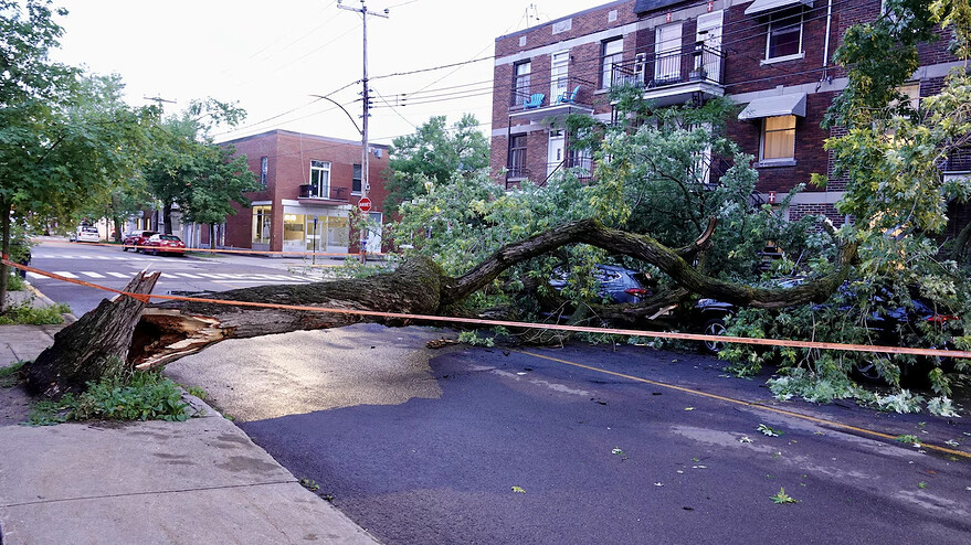 Un arbre a été complètement déraciné dans un quartier résidentiel à proximité du parc Jarry, à Montréal. — Photo : Radio-Canada / Stéphane Grégoire
