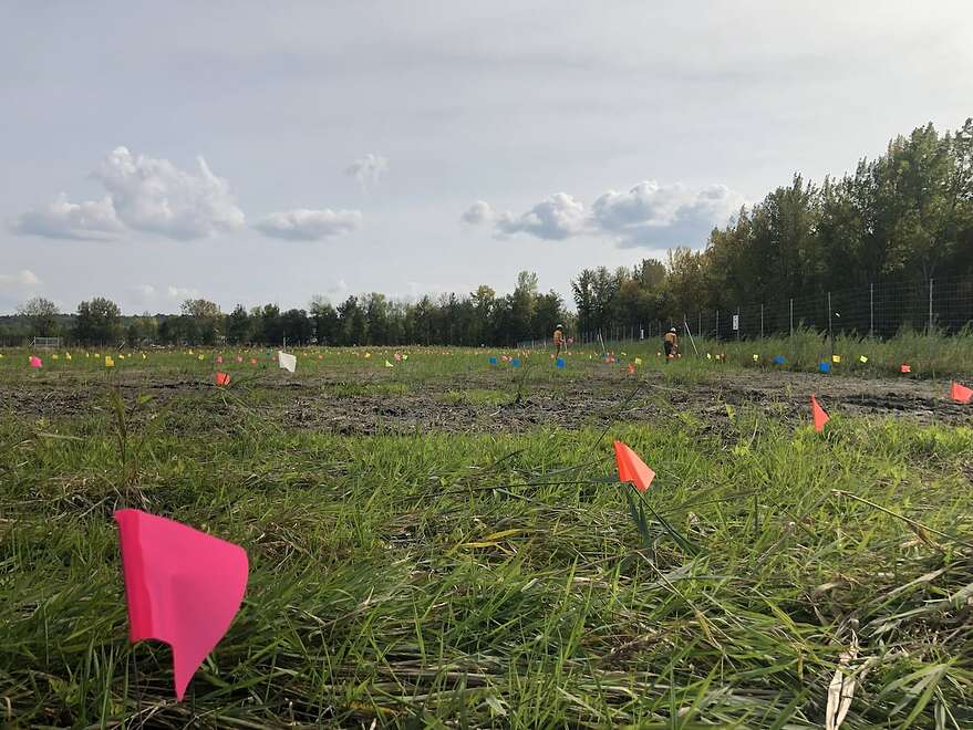 Mise en place de drapeaux de couleurs en vue des plantations. Chaque couleur correspond à une espèce d'arbre.