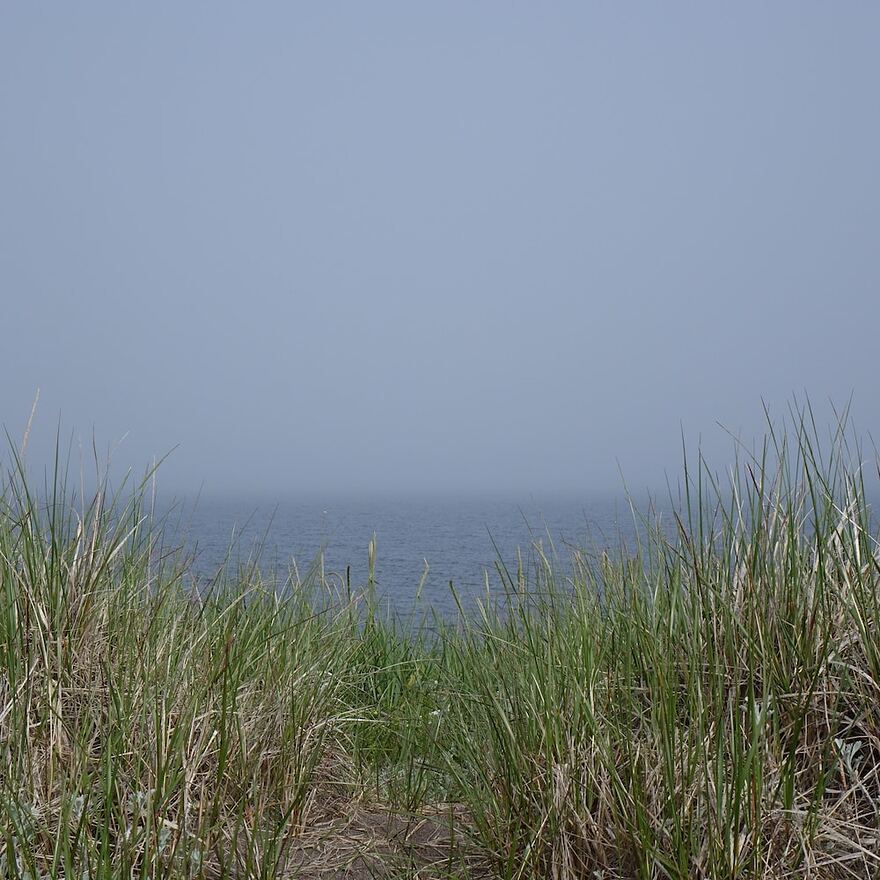 Paysage composé d'herbes haute et au loin la mer.