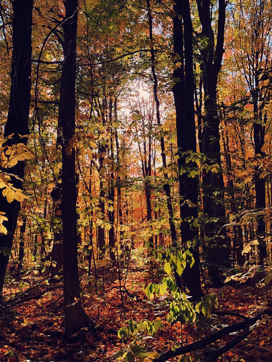 IMG_1278_SnapseedCopy