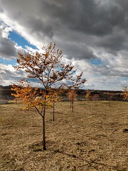 IMG_20241027_140818755_HDR