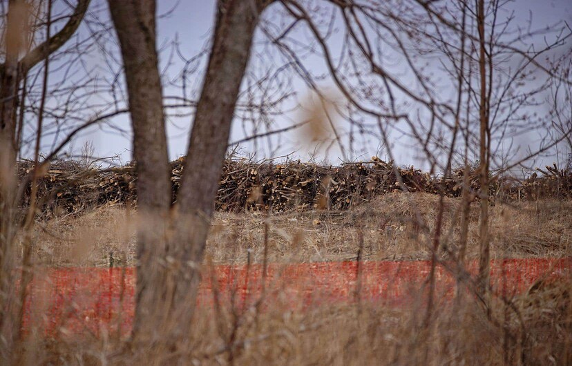 Des arbres abattus sur le site de la future usine de Northvolt. Les coupes doivent être achevées avant la mi-avril, puisque la législation fédérale interdit la destruction de sites potentiels de nidification d’oiseaux migrateurs après l’arrivée de ces derniers.