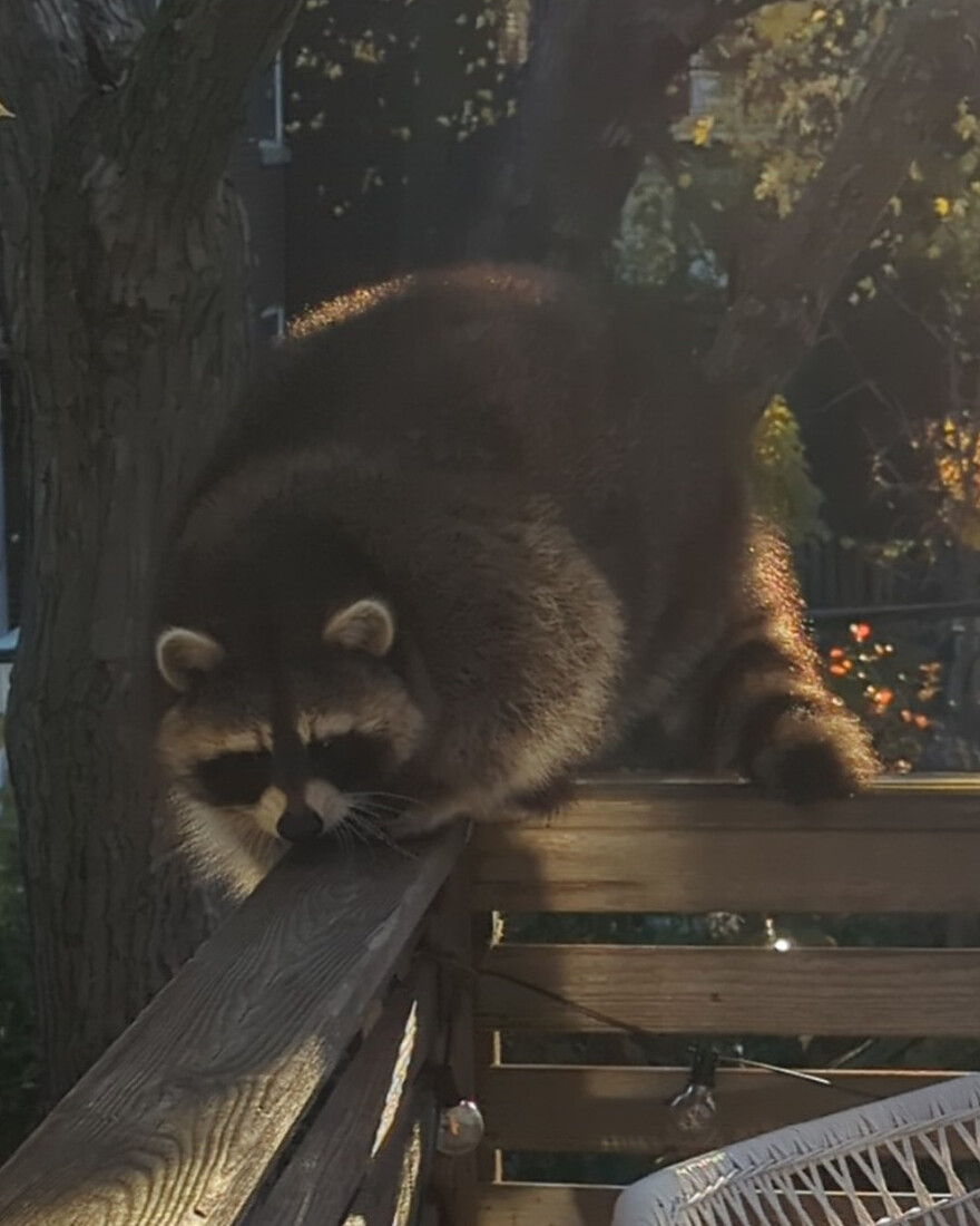 Screenshot_20251108-113741