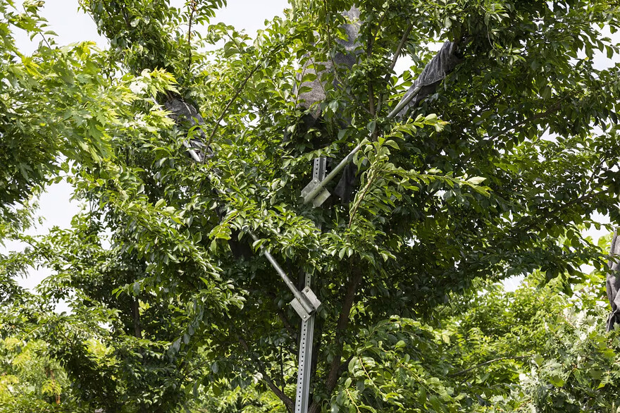 Using metal stakes, researchers are trying to influence the direction in which trees grow. (Natalia Weichsel/CBC)