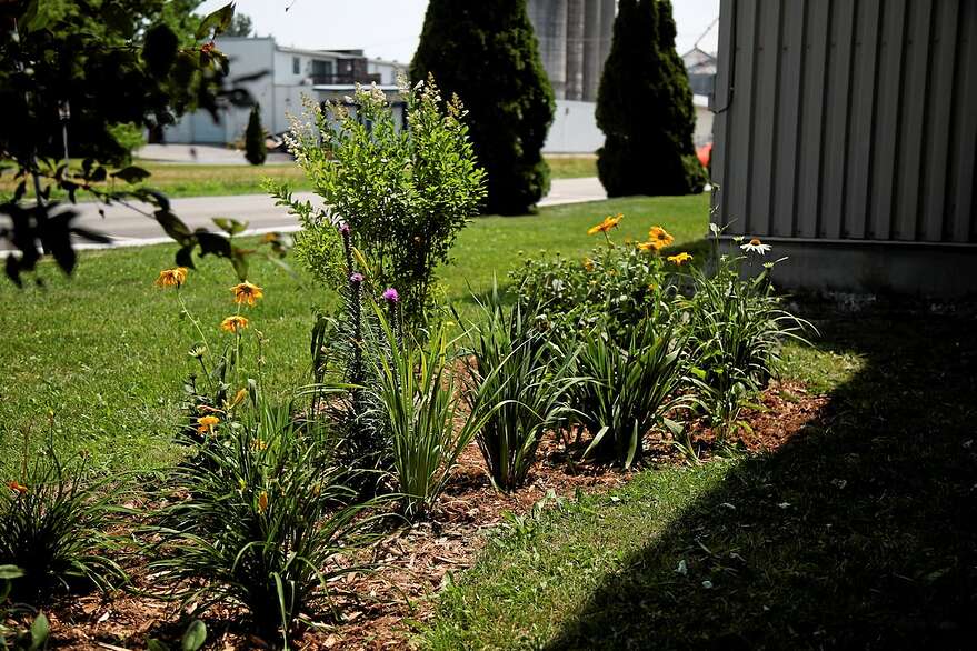 Un jardin de pluie est une platebande dont la végétation absorbe les eaux pluviables. Ce bassin de biorétention absorbe 30% plus d’eau qu’un terrain gazonné.