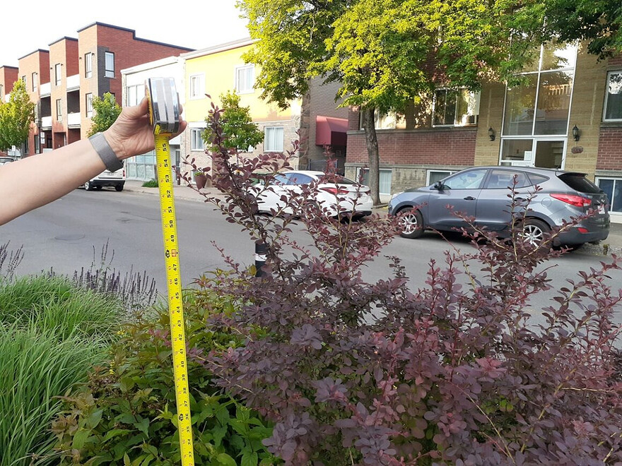 Ce buisson, à l’angle des rues Fleury Ouest et Clark, mesure 147cm (58 pouces), soit deux fois plus haut que les 60 cm recommandés. (Photo prise le 16 juin 2025 : Philippe Rachiele, JDV)