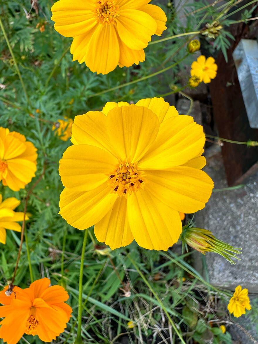 Cosmos sulphureus, chez moi