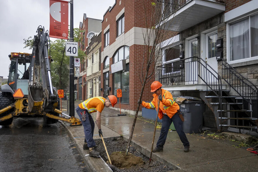 Le trou est ajusté pour accueillir la motte de l'arbre ©Arrondissement Rosemont–La Petite-Patrie