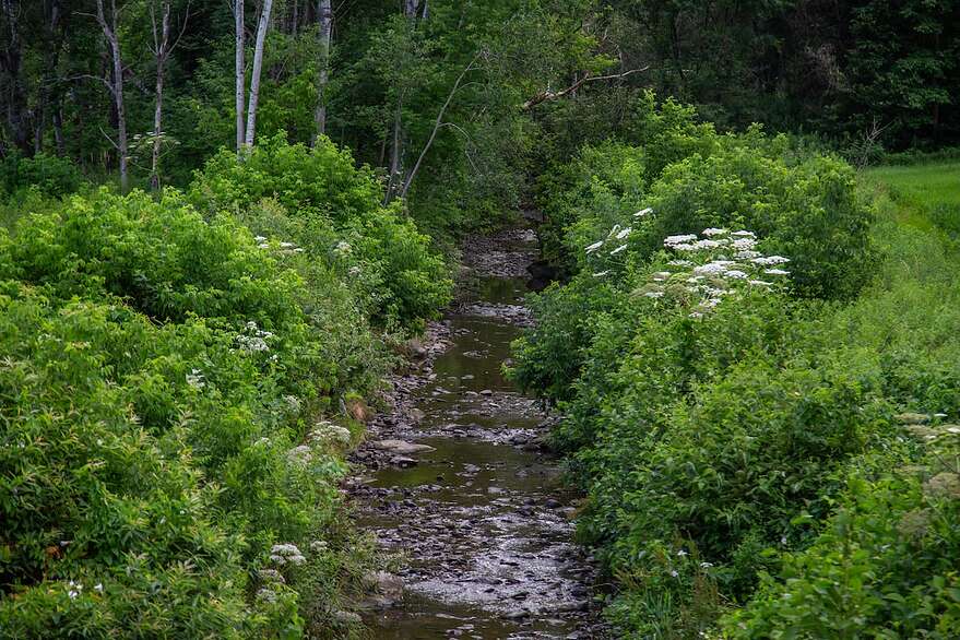 On retrouve d'imposantes talles de berce du Caucase tout le long du cours d'eau qui sillonne le domaine.