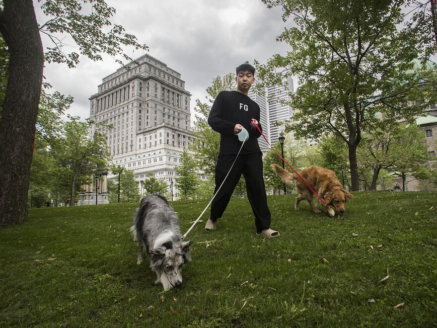 Downtown Montreal resident Sam He walks his dog Ruby, right, and his girlfriend's dog Chilli in Place du Canada on Saturday, May 28, 2022. Instead of trying to turn back time and go against the changing tide in the labour force, Allison Hanes writes, Montreal should look at all the available commercial space downtown as a way to help address the growing issue of housing affordability.