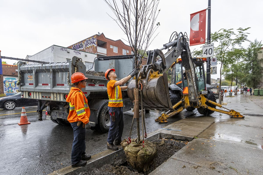 Le jeune arbre et sa motte sont positionnés dans la fosse ©Arrondissement Rosemont–La Petite-Patrie