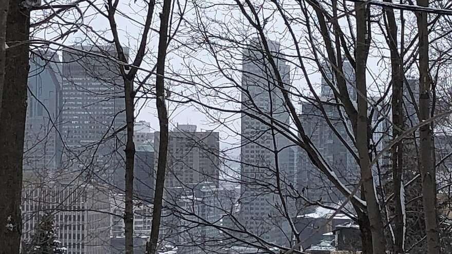 Le centre-ville de Montréal vu à travers les arbres.