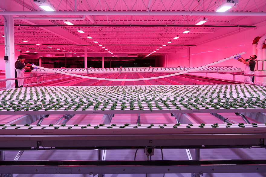 La construction s’est terminée le 31 mars 2023. « Les avantages d’une ferme intérieure, c’est qu’on est capable de contrôler la température, l’humidité, le niveau de CO2 et d’avoir de la lumière jusqu’à 18 heures par jour », souligne M. Hage.