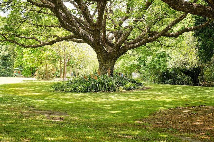 Un grand arbre entouré d'autres plantes.
