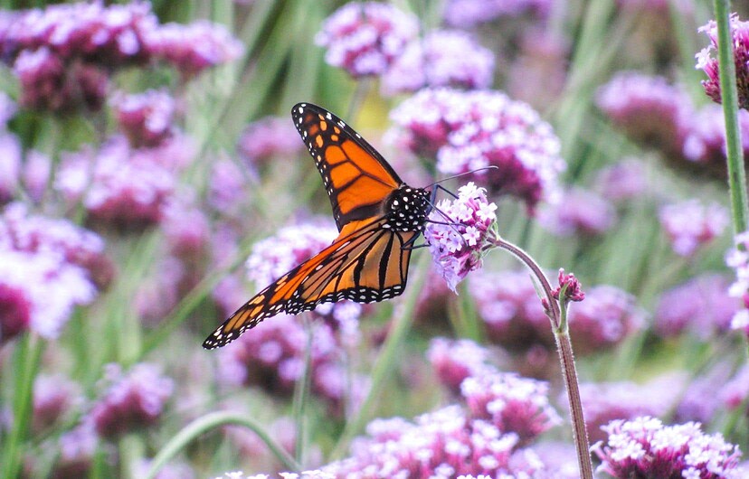 Les papillons monarques sont moins visibles au Québec ces jours-ci que l’an dernier à pareille date.