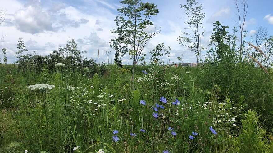 Restauration forestière sur un ancien champ de maïs situé dans le secteur de Pike River.