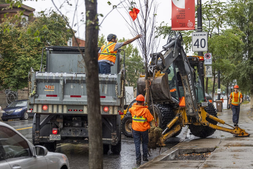 Le jeune arbre est délicatement prélevé du camion à l'aide d'une tractopelle ©Arrondissement Rosemont–La Petite-Patrie