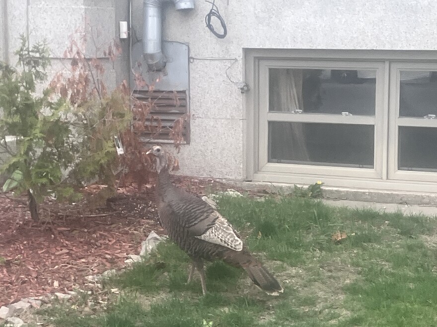 Turkey_in_NDG